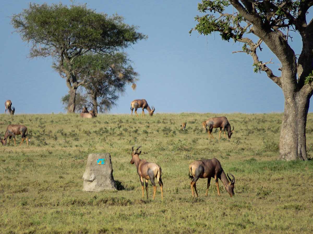 Invader - Background image
